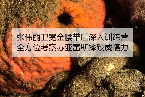 张伟丽卫冕金腰带后深入训练营 全方位考察苏亚雷斯摔跤威慑力